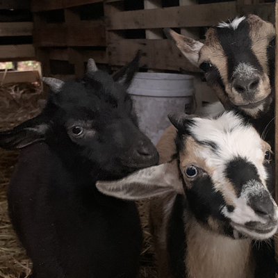 Goat Chill & Organic Farm Tour