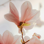Fragrant Magnolias - A Tea Ceremony